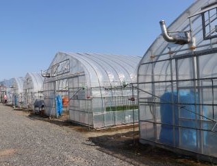 JA山形市セルリー団地