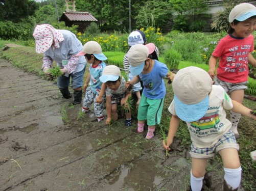 田んぼ・園庭の畑で農作物を育てる