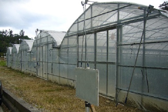 ビニールハウスの写真