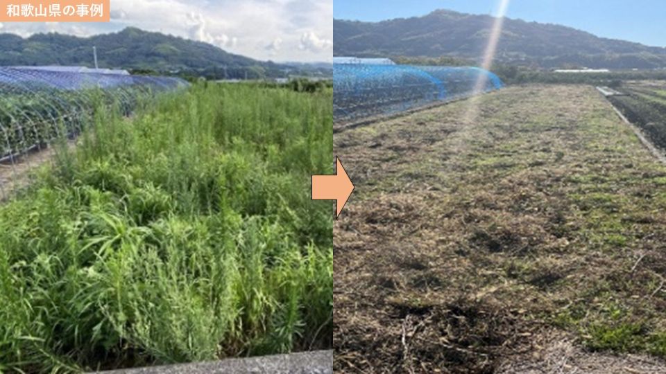 和歌山県紀の川市窪地区の遊休農地解消前後の比較写真。左が雑草に覆われた解消前、右が整地された解消後の状態。県単事業を活用し担い手に農地を集約した事例。