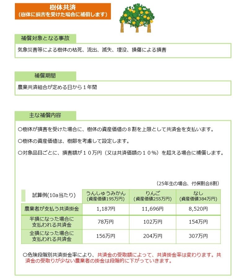 農業保険「果樹共済」のうち「樹体共済（樹体に損害を受けた場合に補償します）」の制度解説資料。オレンジ色のヘッダーに白文字でタイトルが表示されている。右上にオレンジ色の果実をつけた果樹のイラストあり（装飾目的）。 【補償対象となる事故】気象災害等による樹体の枯死、流出、滅失、埋没、損傷による損害。 【補償期間】農業共済組合が定める日から1年間。 【主な補償内容】 樹体が損害を受けた場合に、樹体の資産価値の8割を上限として共済金を支払う。 樹体の資産価値は、樹齢を考慮して設定する。 対象品目ごとに、損害額が10万円（又は共済価額の10パーセント）を超える場合に補償する。 【試算例（10a当たり。25年生の場合・付保割合8割）】 3列の比較表。列は左から、うんしゅうみかん（資産価値195万円）、りんご（資産価値255万円）、なし（資産価値384万円）。 農業者が支払う共済掛金：1,187円・11,696円・8,520円。 半損になった場合に支払われる共済金：78万円・102万円・154万円。 全損になった場合に支払われる共済金：156万円・204万円・307万円。 注記（重要・オレンジ色強調）：危険段階別共済掛金率により、共済金の受取額によって共済掛金率は変わる。共済金の受け取りが少ない農業者の掛金は段階的に下がっていく。