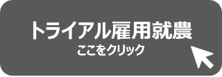 トライアル 雇用就農