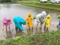 田植えの様子