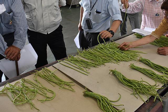 十六ささげのごま味噌和え