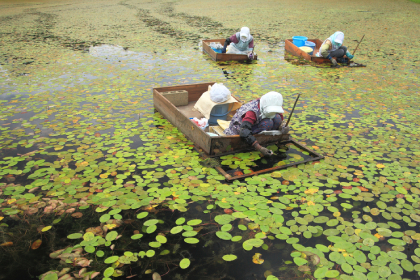 じゅんさい採り