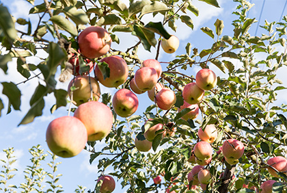 うちの郷土料理