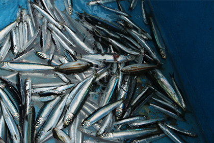 うちの郷土料理