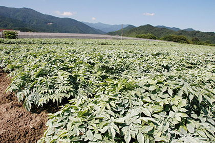 こんにゃく畑