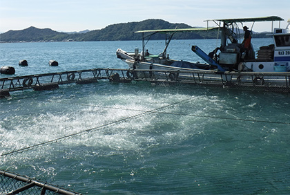 うちの郷土料理