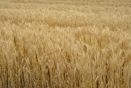 うちの郷土料理