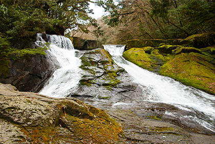 うちの郷土料理