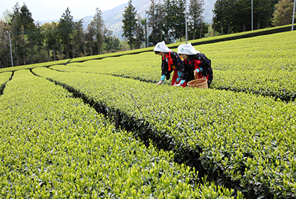 うちの郷土料理