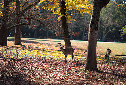うちの郷土料理