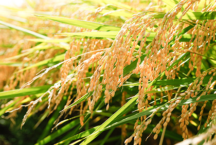 うちの郷土料理