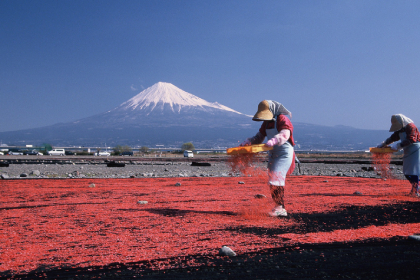 サクラエビ干し