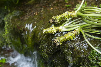 奥多摩ワサビ