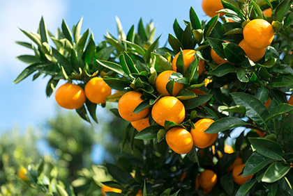 うちの郷土料理