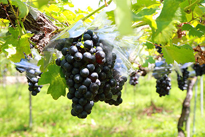 うちの郷土料理