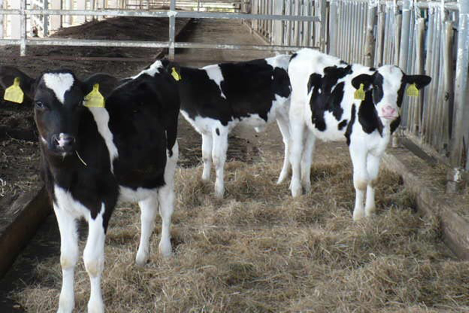 牛舎の中にいる牛