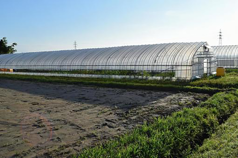 ビニールハウス