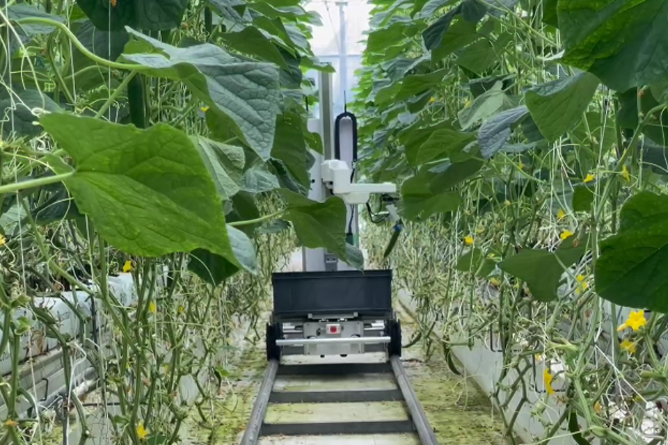 ロボットで野菜を収穫する様子