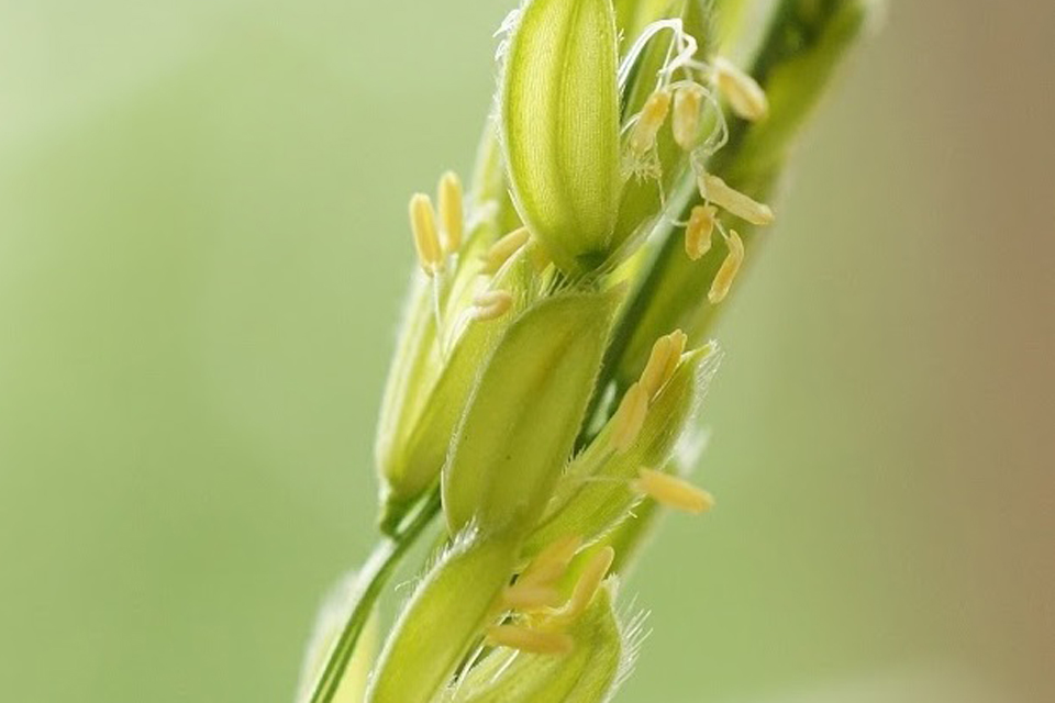 イネの花の写真