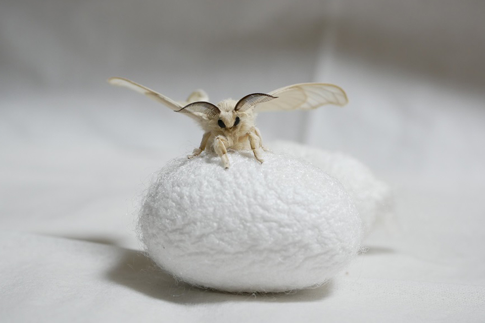 羽化したカイコと繭の写真