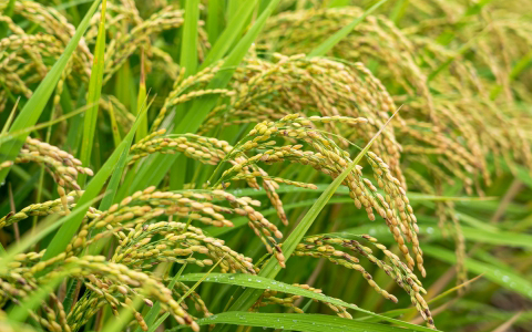 稲の写真