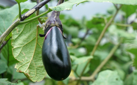 茄子の写真