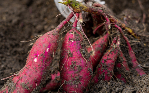 サツマイモの写真