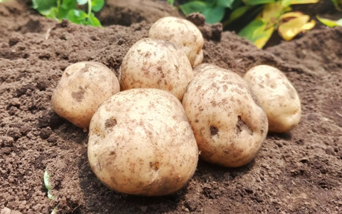 ジャガイモの写真