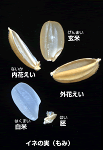 イネの実