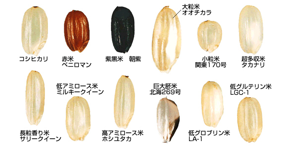 種類別のイネ写真