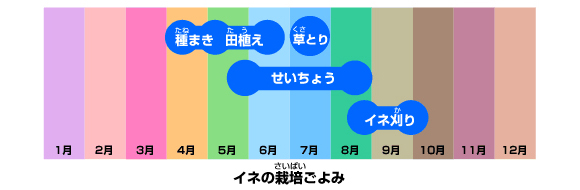 イネの栽培ごよみ