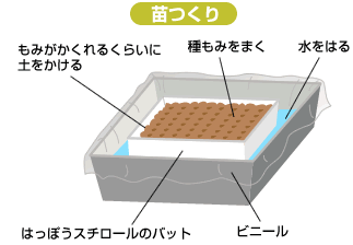 苗つくりのイラスト