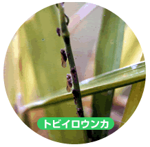 トビイロウンカ