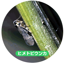 ヒメトビウンカ