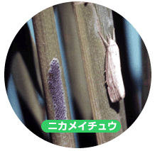 ニカメイチュウ