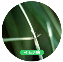 いもち病