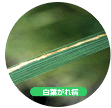白葉がれ病
