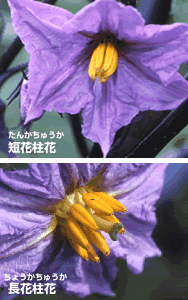 短花柱花と長花柱花の写真