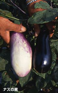 白と紫色のナスの実