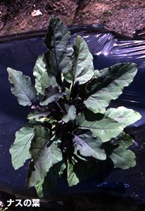 ナスの葉