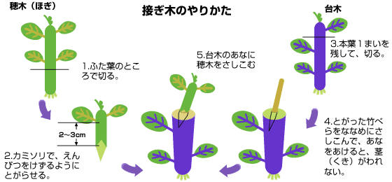 接ぎ木の説明図