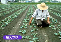 植えつけの様子