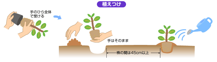 植えつけのイラスト