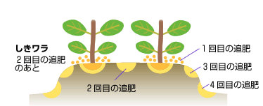追肥のイラスト
