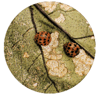 テントウムシダマシの写真