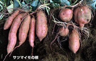 サツマイモの苗
