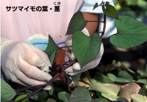 サツマイモの葉と茎